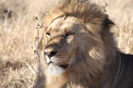 male lion sitting alertly, watching other lions in the vicinity but seemingly oblivious to our vehicleの写真素材