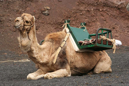 camel saddled and muzzled, ready to give rides to tourists in Timanfaya National Park, Lanzaroteの写真素材