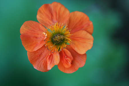 vibrant orange Geum flower against a green foliage backgroundの写真素材