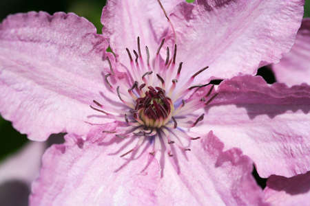 Macro shot of the centre 'heart' of a large summer flowering Pink Clematis. Very shallow depth of field means the edges of the petals are crisp but some of the petal centres are not.の写真素材