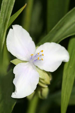 Macro shot of the tradescantia flower の写真素材