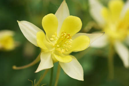 Yellow Aquilegia flower - quite an unusual colour here in UK apparently! A traditional flower for a cottage garden, often known as a Granny's Bonnet.の写真素材
