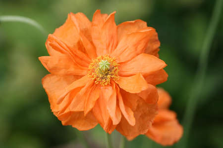 Orange poppy - unusual colour and with a double set of petalsの写真素材
