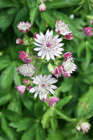 multiple blooms on the head of an Astrantia - one of the ruby coloured varietiesの写真素材