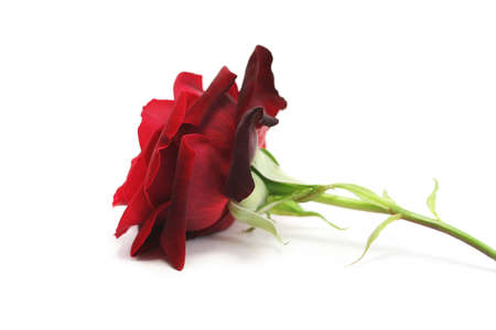 A single rich red rose on a white background, viewed from the sideの写真素材