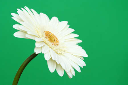 Sideways view of a lovely fresh white gerbera daisy on a plain green background.の写真素材