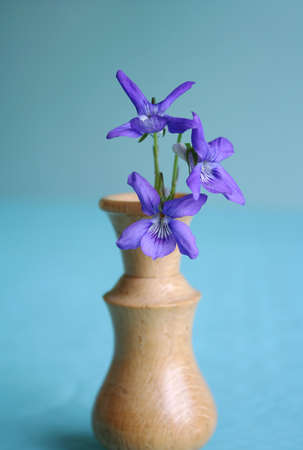 Three wild violets in a hand turned miniature wooden vase
