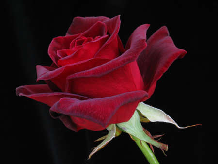 single red rose on plain black backgroundの写真素材