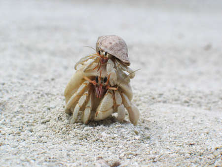 two hermit crabs - the smaller one catching a free ride!の写真素材