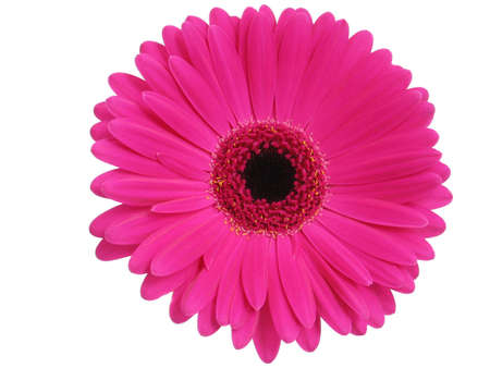Hot pink gerbera, isolated on whiteの写真素材