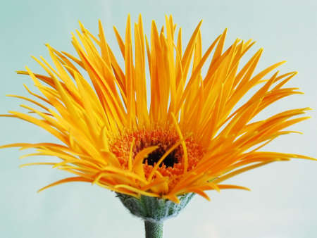 Unusual thin petals on a gerbera daisyの写真素材