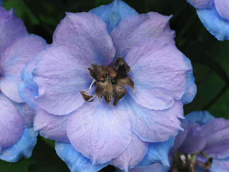 close up of a single floret of a large blue delphinium の写真素材