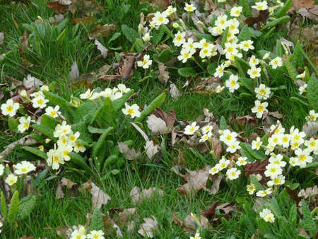 wild primroses (primula) in a deciduous woodland area with fallen autumn leaves and long untended grassの写真素材