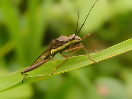 Image of a grasshopper on nature background. Insect. Animal