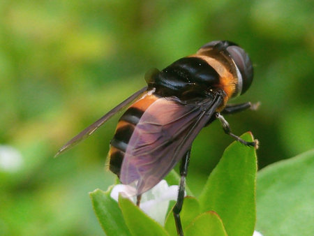 A close up of a hoverfly on a flower in the garden.