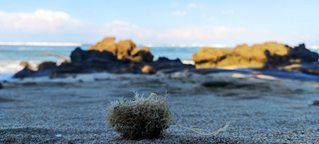 Coral on the beach at sunset. Shallow depth of field.の写真素材