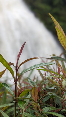 Waterfall in the south of Thailand, Kanchanaburi provinceの写真素材