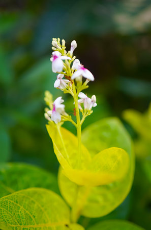 Close up of white and pink flower in the garden, Thailand.の写真素材