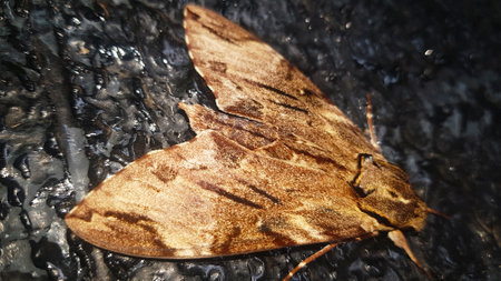 A Close-Up of a catalpa sphinxの写真素材
