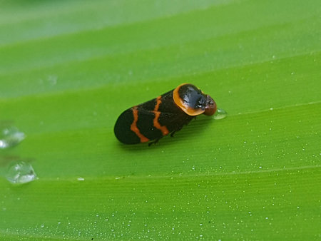 Close Up Cosmoscarta abdominalis insect on green leaf in the wild.