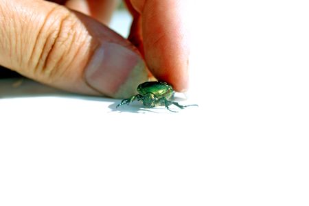 green bug sits on finger in gardenの写真素材