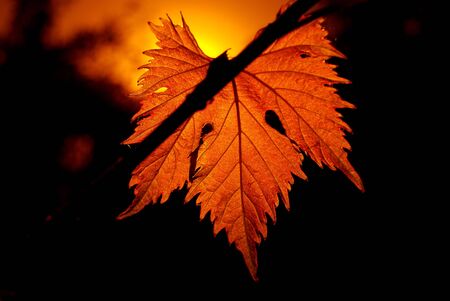 sheet of grape on sunset is toned orangeの写真素材