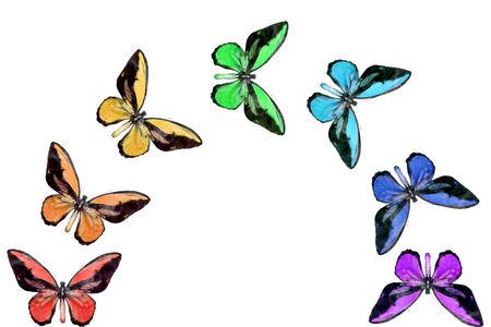 seven butterflies - seven colours of the rainbowの写真素材
