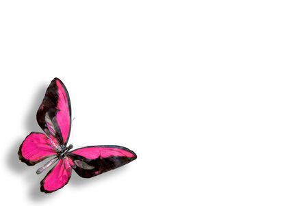 pink  butterfly on white background with shadeの写真素材