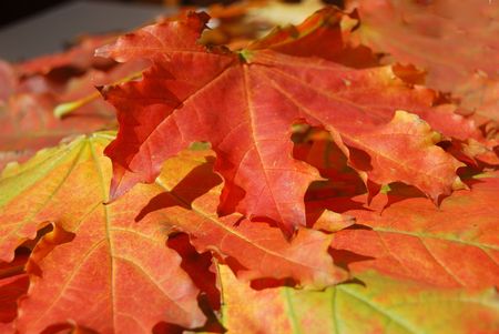 red autumn sheet in park on branch