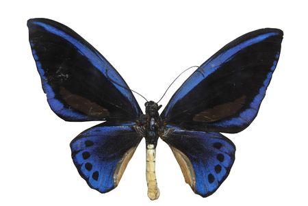 blue butterfly on white backgroundの写真素材