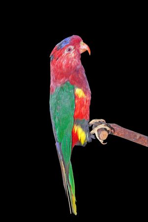 varicoloured parrot sitting on branchの写真素材