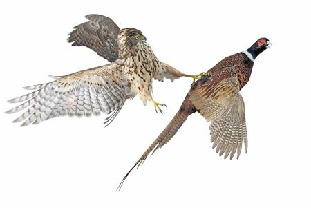 falcon has caughted mining on white backgroundの写真素材