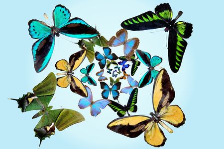 several butterflies on white backgroundの写真素材