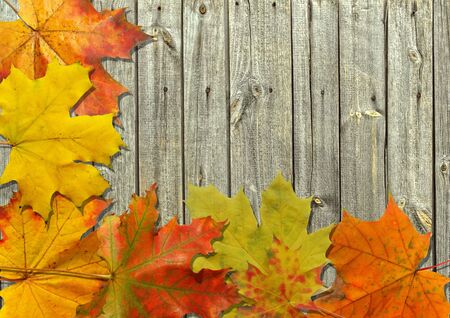 autumn leaf on old board