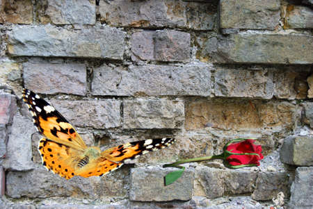 yellow butterfly on background old wallの写真素材