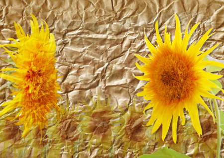  old vellum with sunflower grungeの写真素材