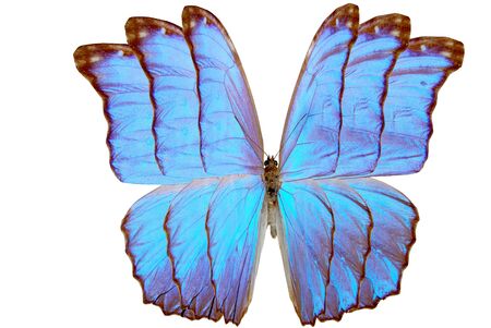 blue brilliant butterfly with wing close-up cutoutの写真素材