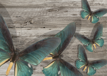 three blue butterfly on grey wood backgroundの写真素材