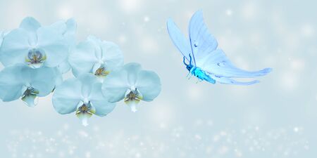 blue butterfly and blue orchid on blue backgroundの写真素材