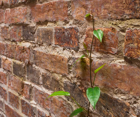 climber on the wallの写真素材