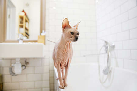 Sphinx cat in the bathroom waiting for bathing.の写真素材