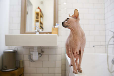 Sphinx cat in the bathroom waiting for bathing.の写真素材