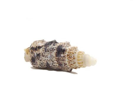 Marine shell. The colors: beige and brown. Dry. Isolated on a white background.