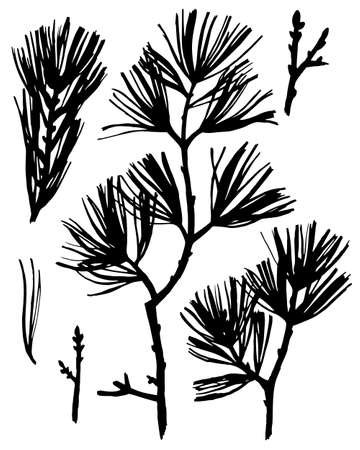 Black botanical elements isolated on white. Silhouettes of spruce pine branches, needles, sprigs and twigs. Tree elements set in tattoo style. の写真素材
