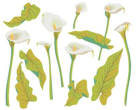 Vector floral seamless pattern with exotic calla flowers. Anthurium or flamingo flowers. Hawaiian, jungle plant pattern. Summer floral elements. Botanical illustration for textile, fabric and wrappingのイラスト素材