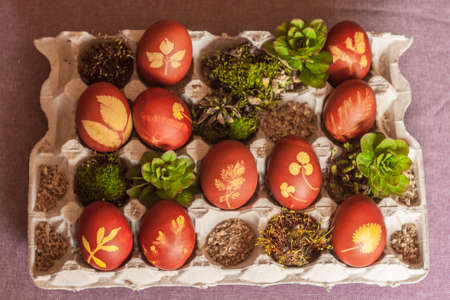 Natural pettern eggs compositionの写真素材