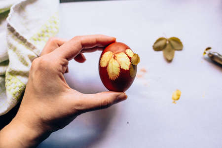 natural pattern eggsの写真素材