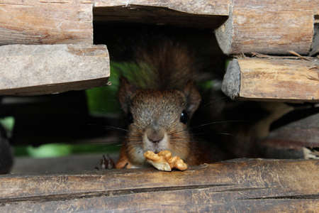 squirrel with a nutの写真素材