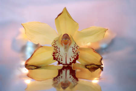 Orchid on a violet backgroundの写真素材