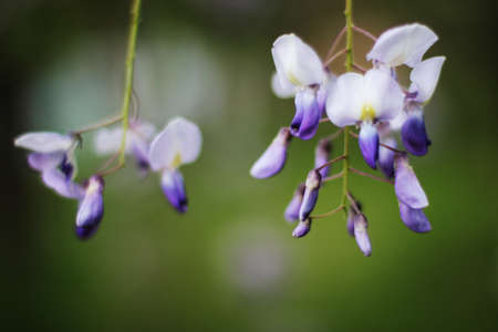 White and violet flowers on the green blur backgroundの写真素材